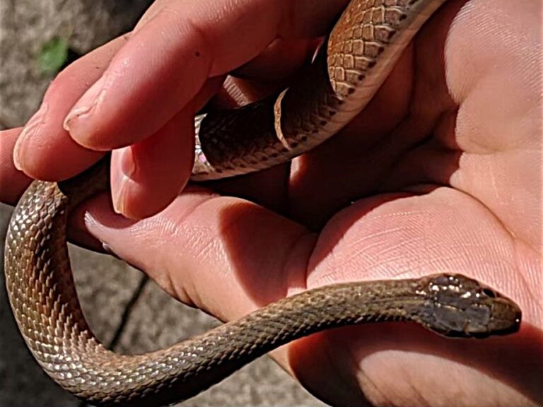 Japanese keelback (Hebius vibakari) close-up showing brown body and pale collar marking
