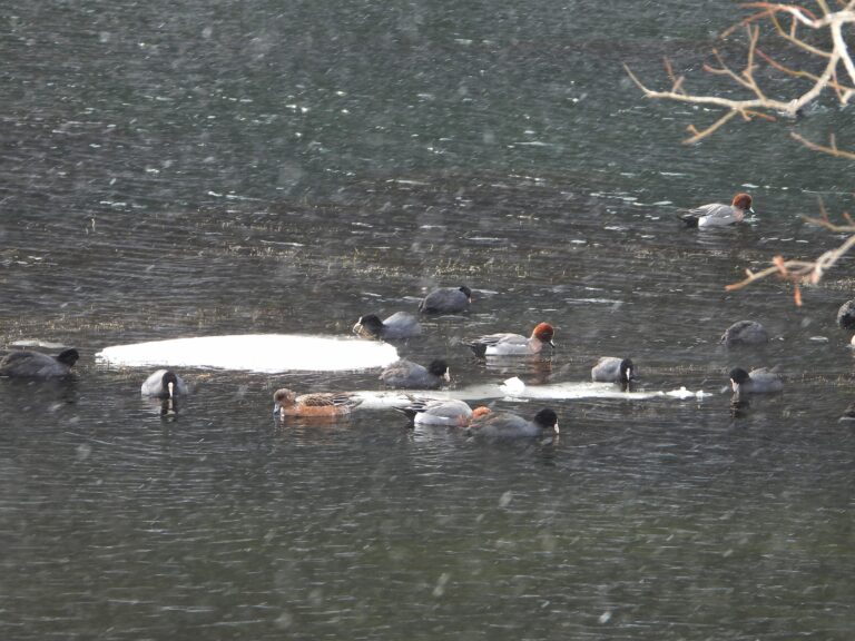 rainy day waterfowl gathering on a pond in Japan