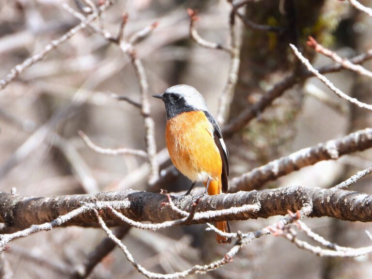 Daurian redstart (male) perched on a tree branch in winter Japan