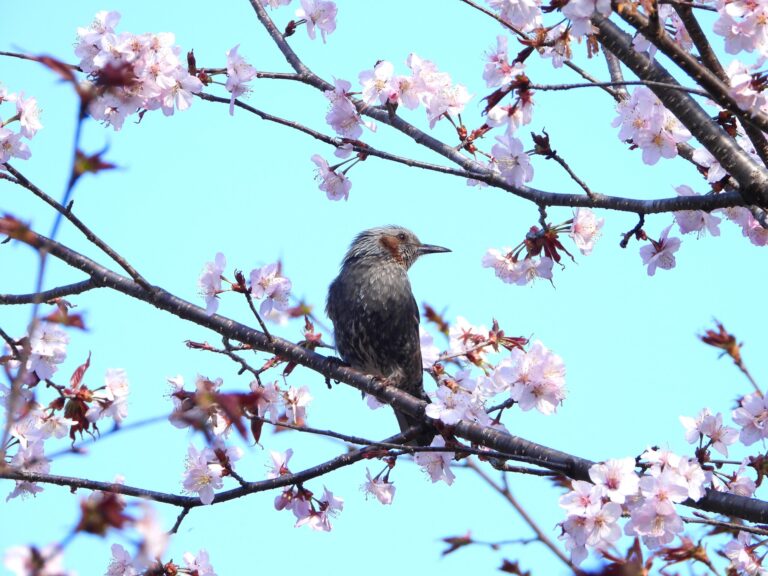 Brown-eared bulbul perched on cherry blossom branch under blue sky in Japan
