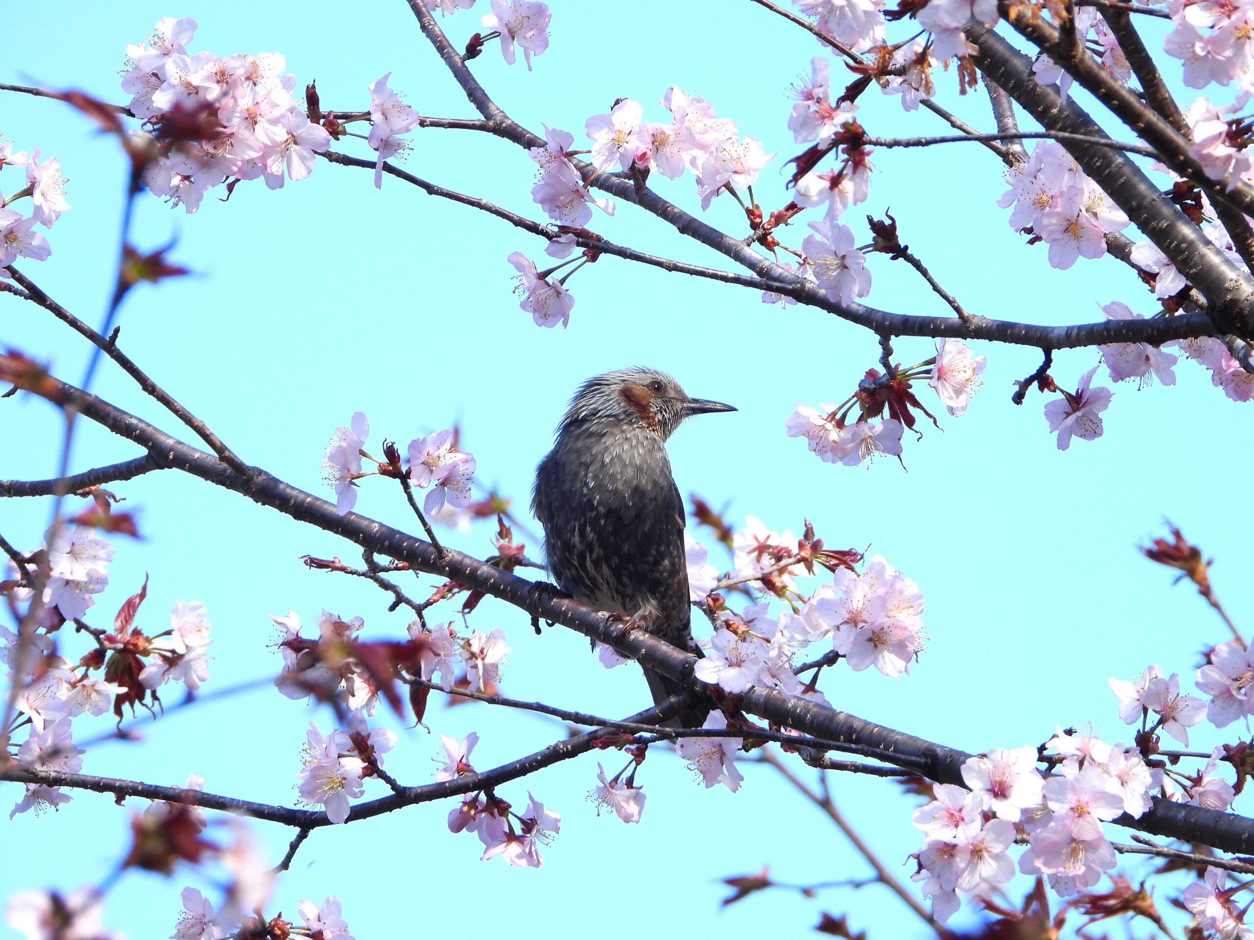 Brown-eared bulbul perched on cherry blossom branch under blue sky in Japan