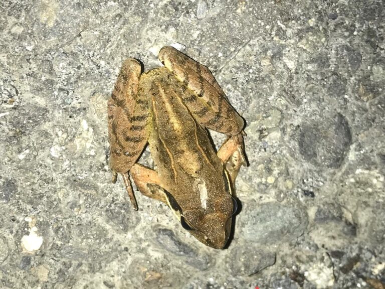 Top view of montane brown frog (Rana ornativentris) on wet ground at night