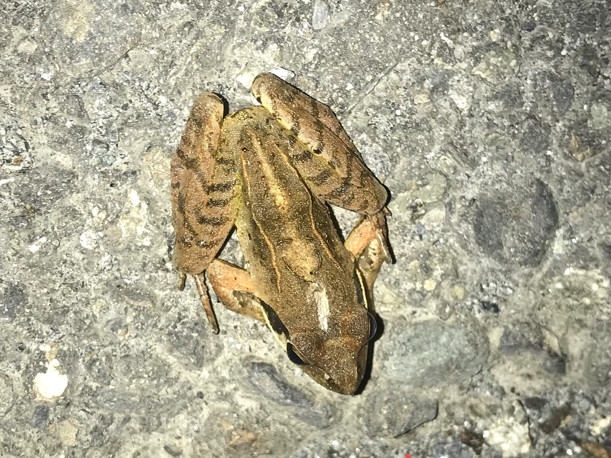 Top view of montane brown frog (Rana ornativentris) on wet ground at night