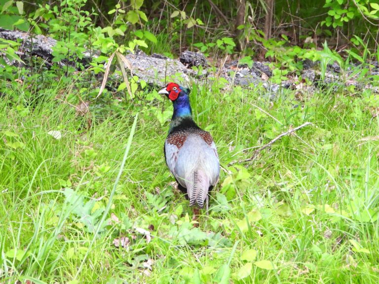 Japanese pheasant male standing in green grass, showing iridescent green body and red facial skin in natural habitat Japan