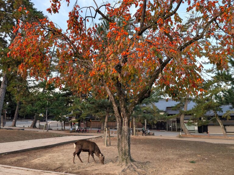 Japanese deer eating persimmons in autumn in Japan