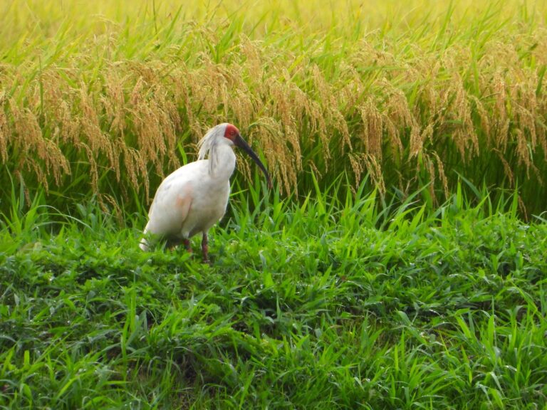 Wild crested ibis beside a mature rice field on Sado Island, Japan