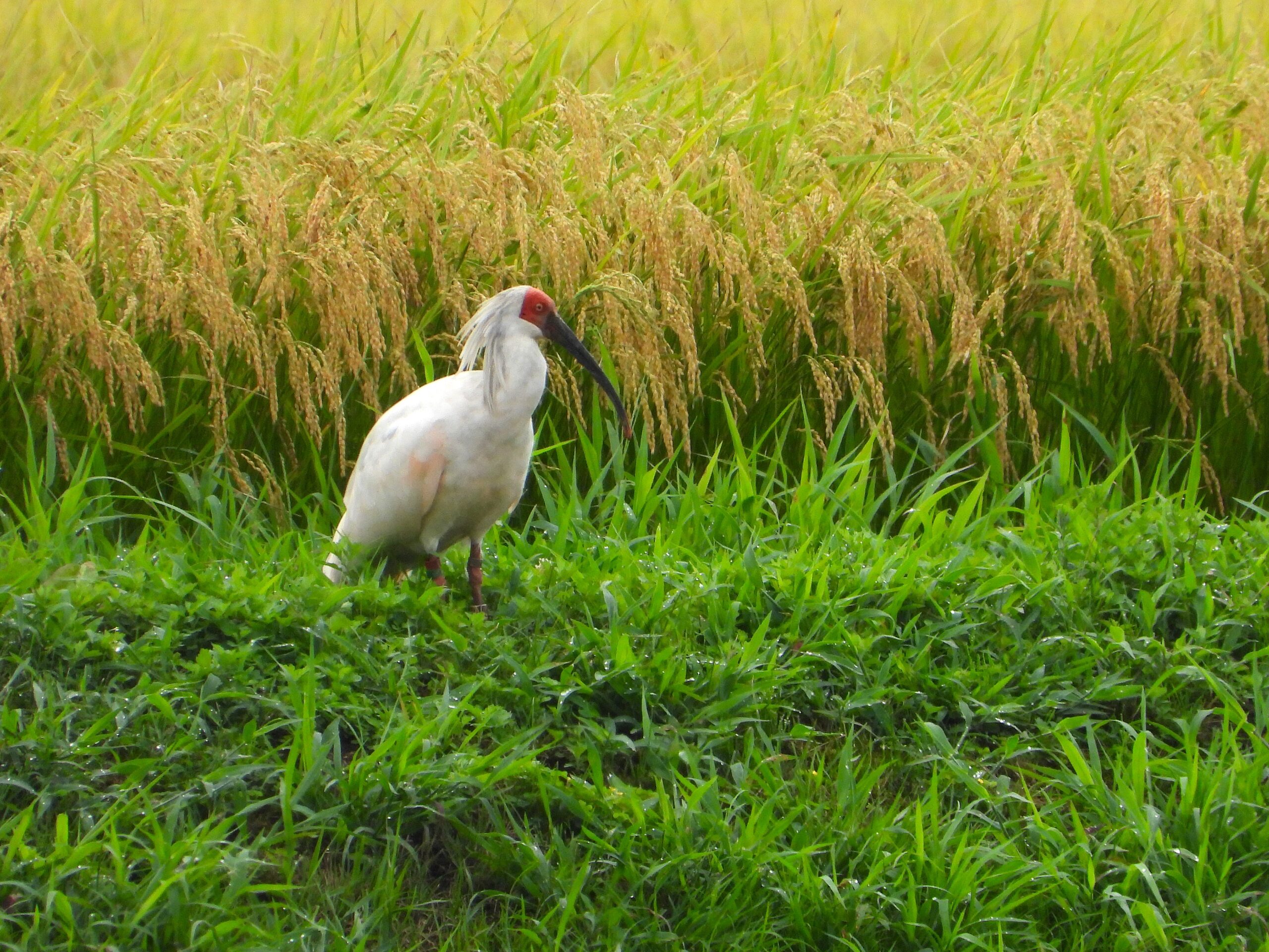 Wild crested ibis beside a mature rice field on Sado Island, Japan