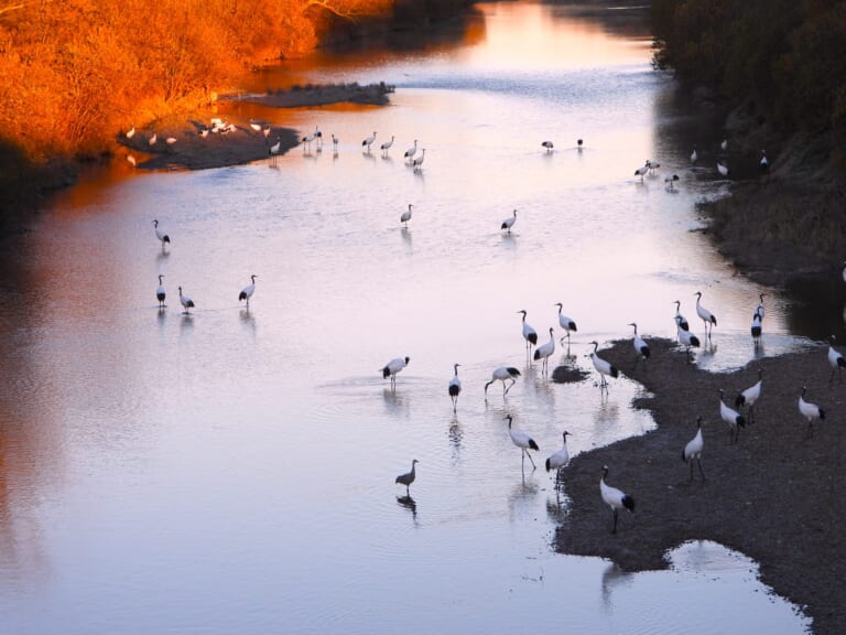 Large group of Red-crowned Cranes gathered in a river in eastern Hokkaido