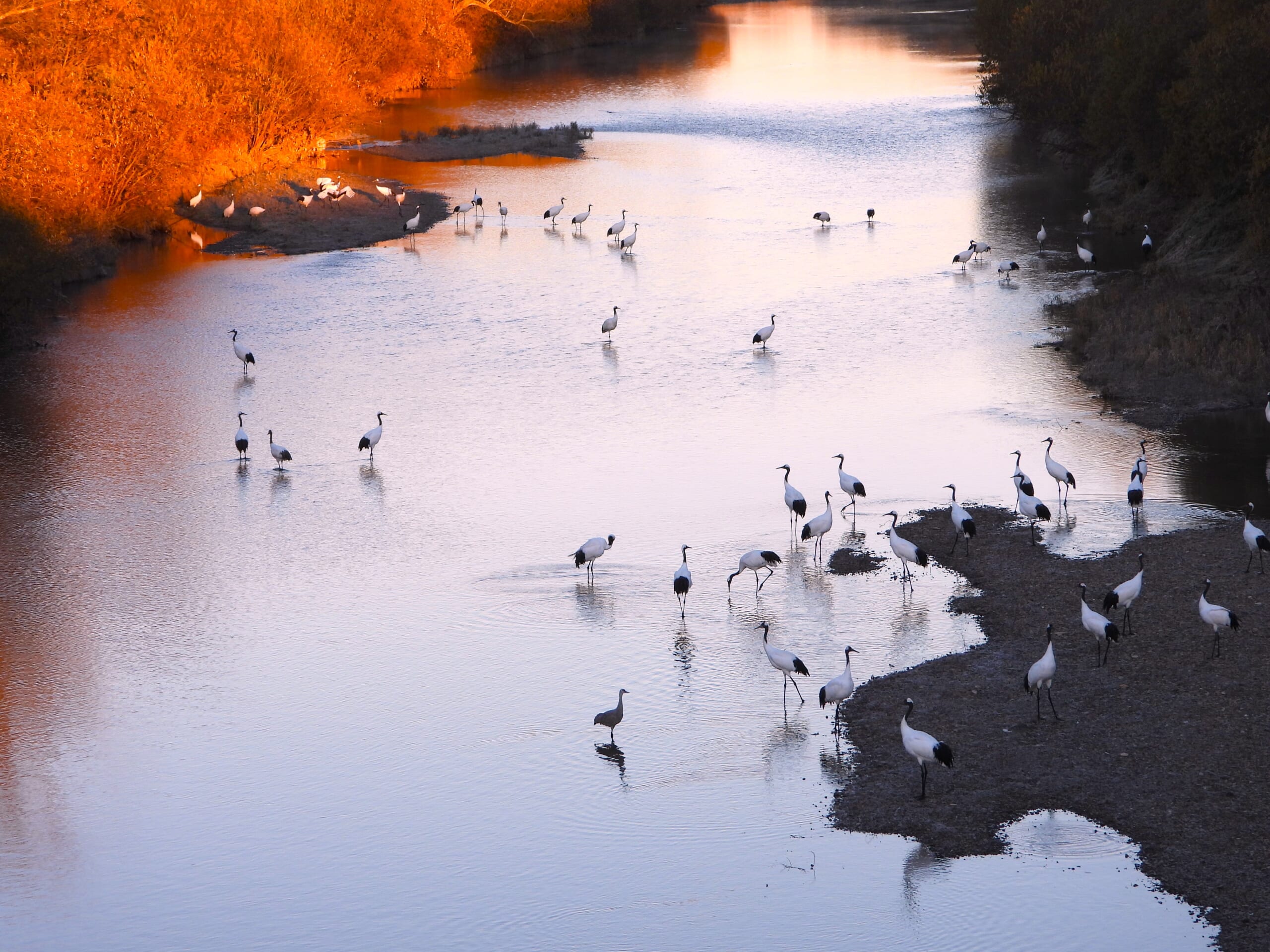 Large group of Red-crowned Cranes gathered in a river in eastern Hokkaido