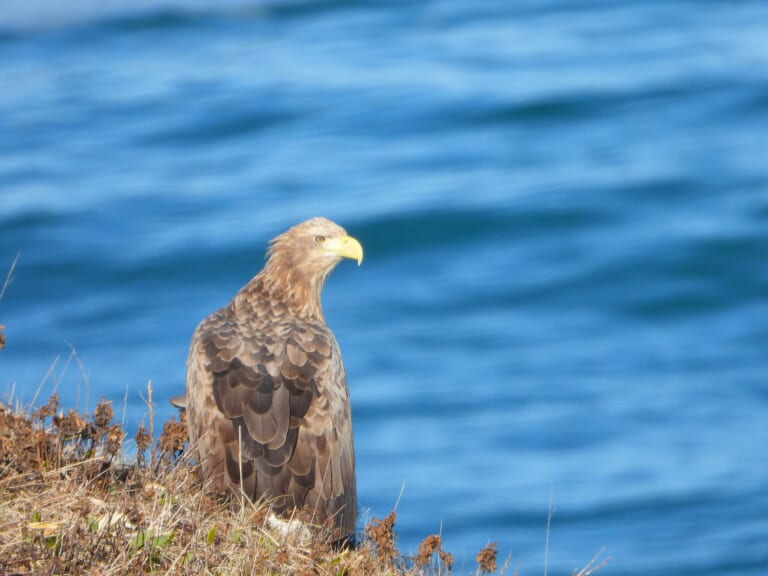 White-tailed Eagle beside the water in Hokkaido